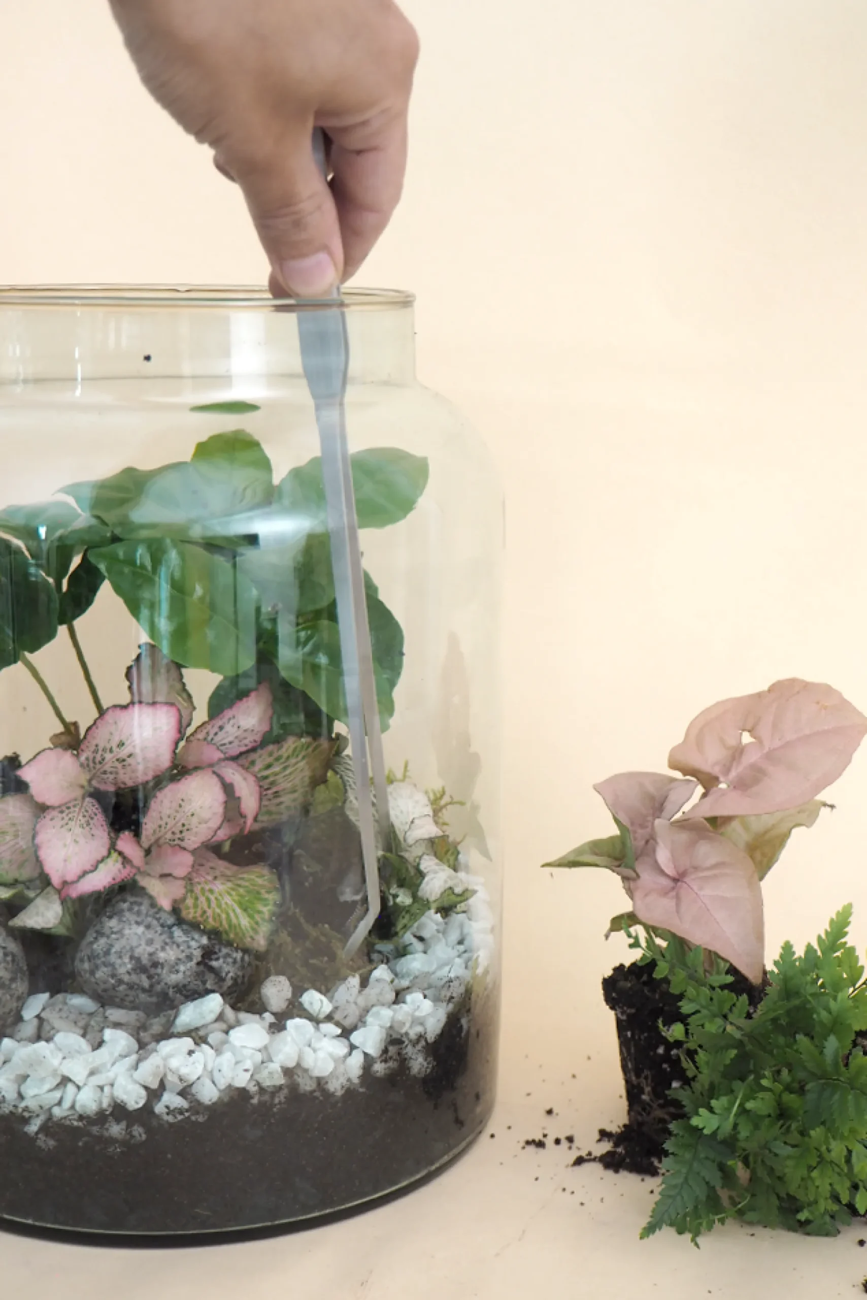 PLANT Terrariepincet Online