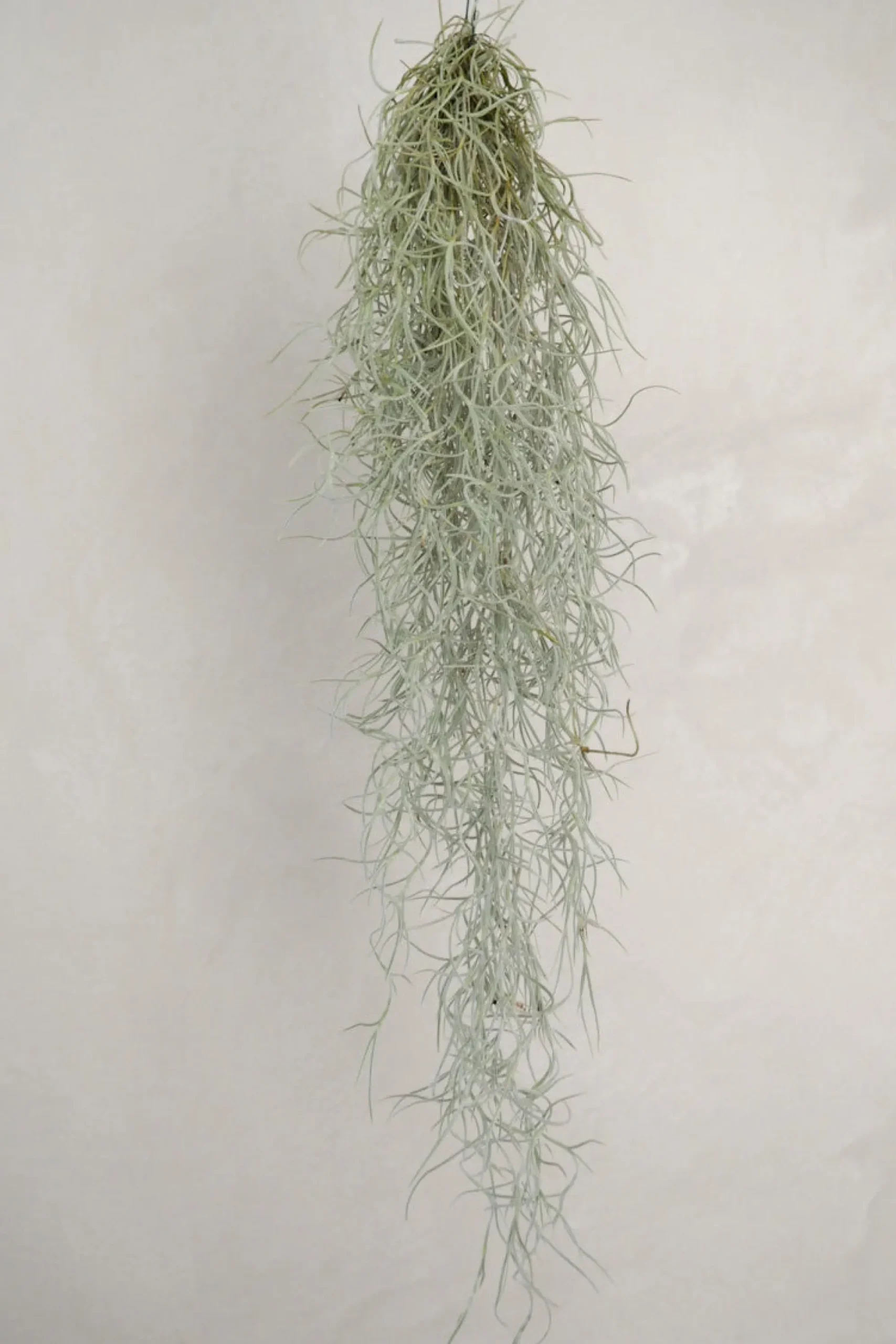 PLANT Tillandsia Usneoides