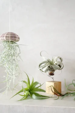 PLANT Tillandsia Usneoides i søpindsvin Best