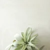 PLANT Tillandsia Xerographic Clearance
