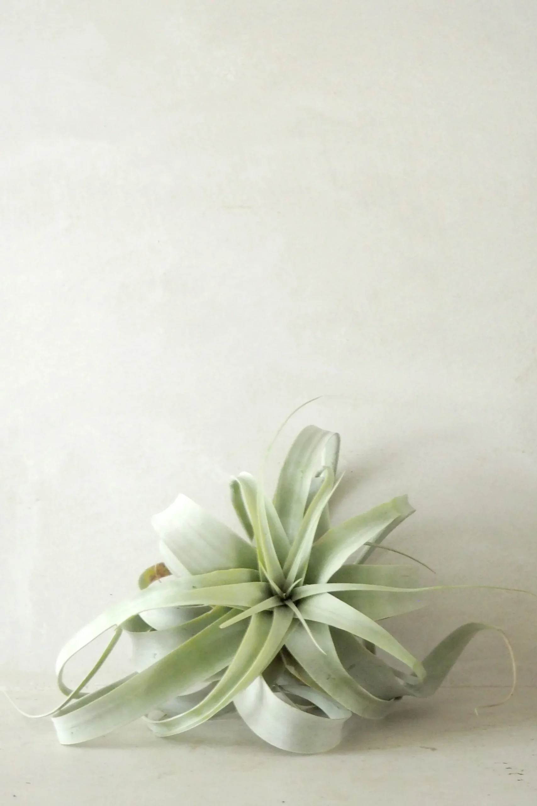 PLANT Tillandsia Xerographic Clearance
