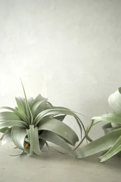 PLANT Tillandsia Xerographic Clearance