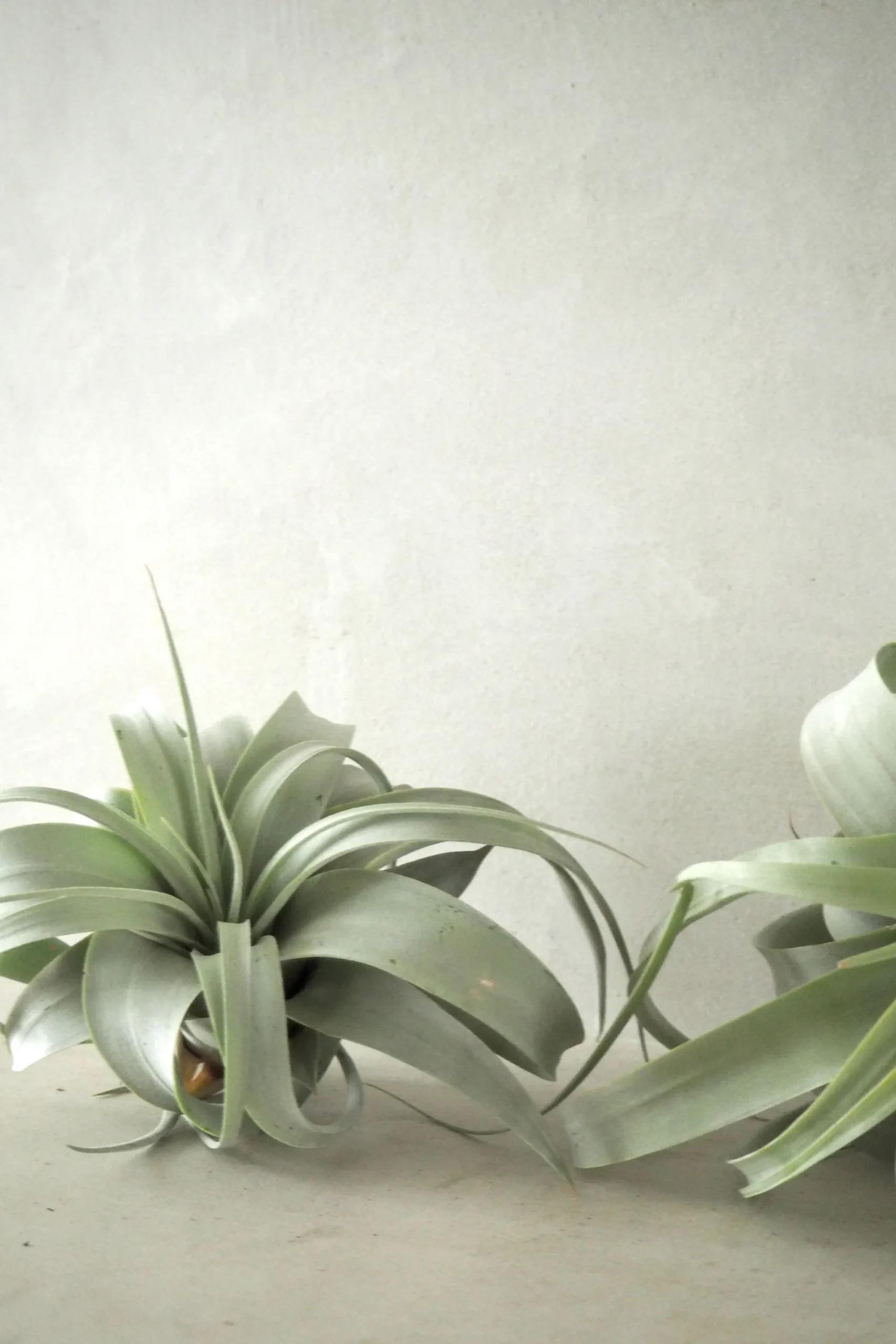 PLANT Tillandsia Xerographic Clearance