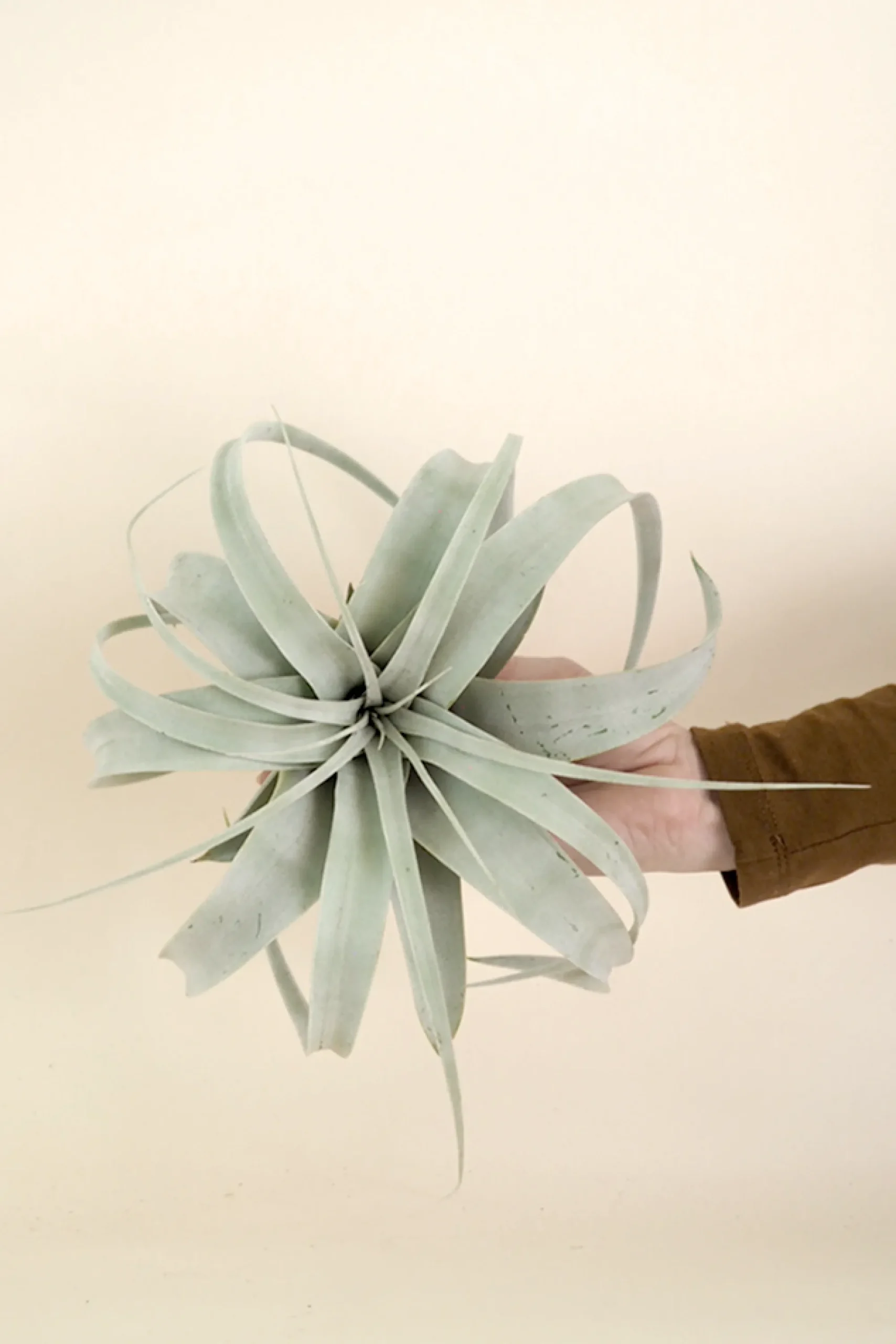 PLANT Tillandsia Xerographic Clearance