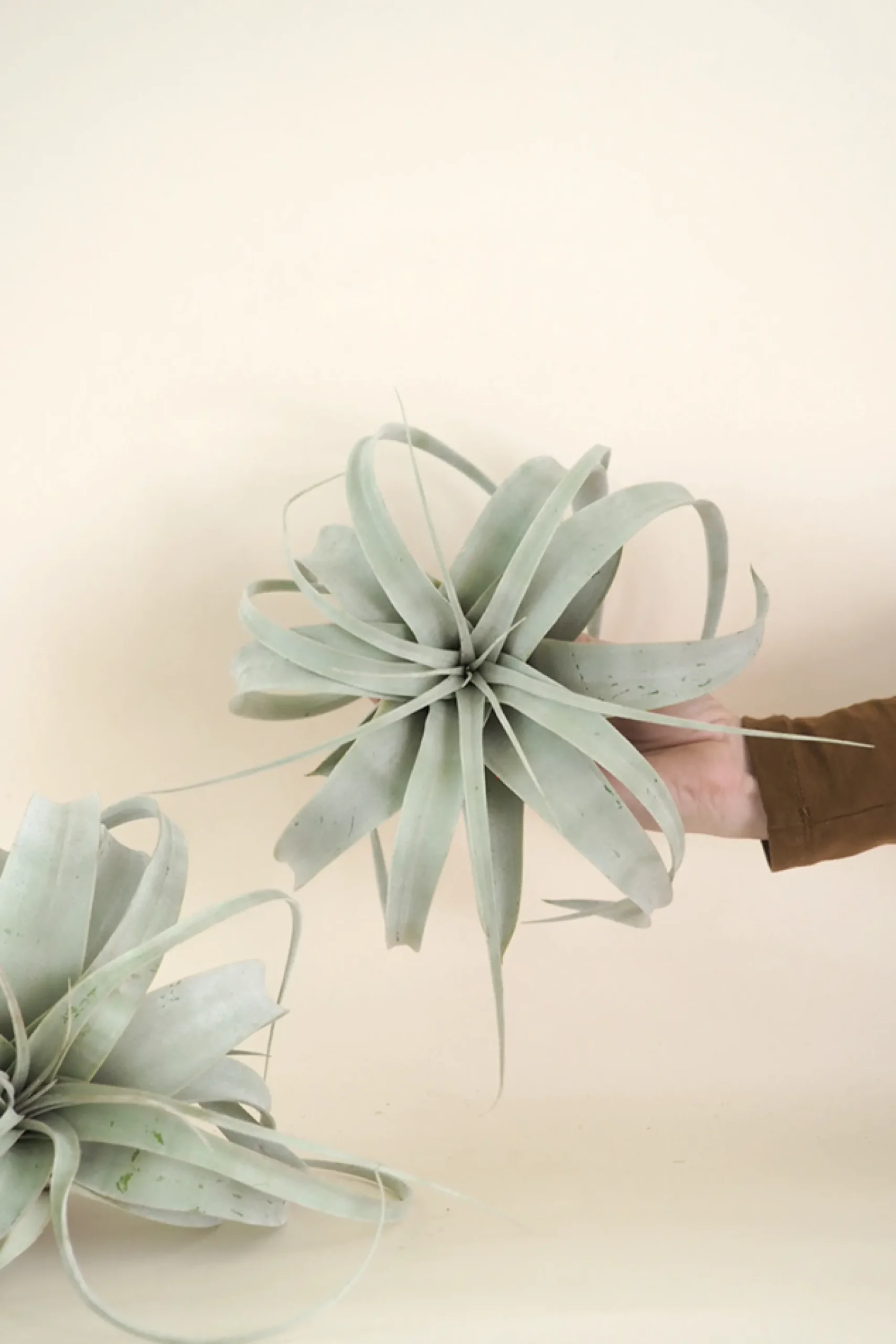 PLANT Tillandsia Xerographic Clearance