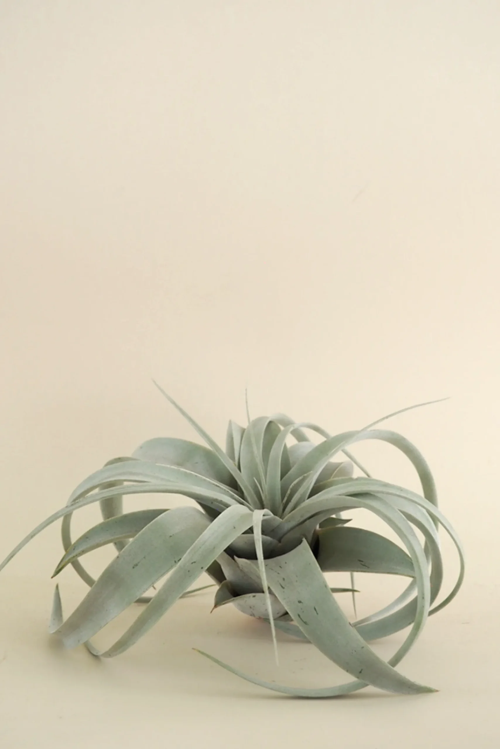 PLANT Tillandsia Xerographic Clearance