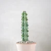 PLANT Titty - Myrtillocactus geometrizans Best