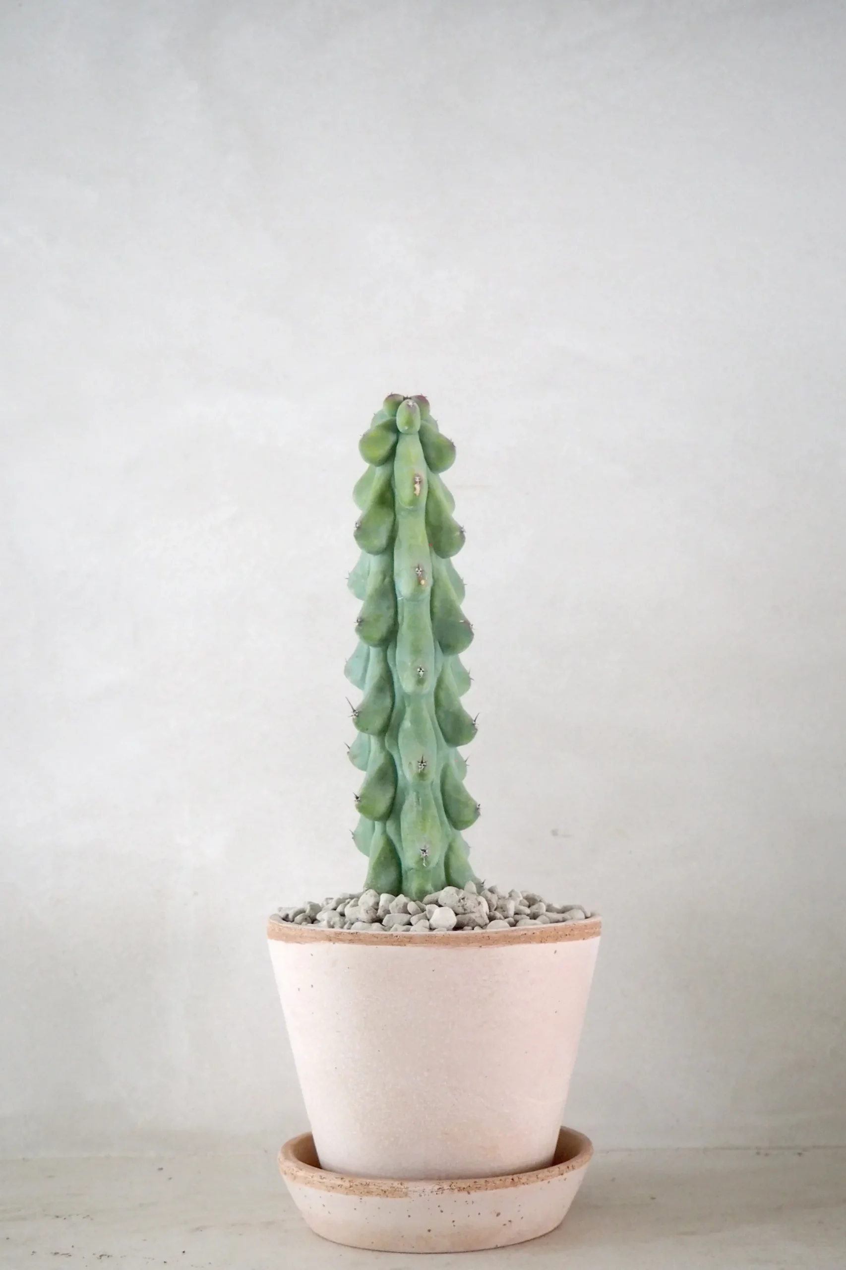 PLANT Titty - Myrtillocactus geometrizans Best