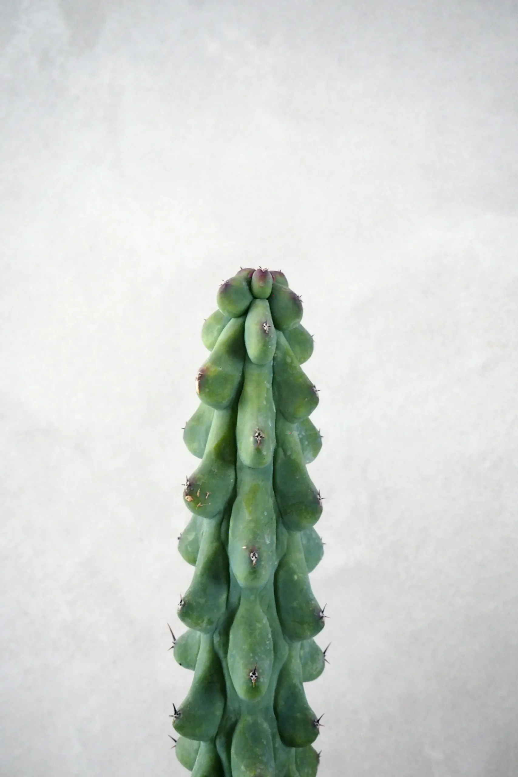 PLANT Titty - Myrtillocactus geometrizans Best