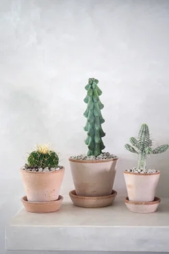 PLANT Titty - Myrtillocactus geometrizans Best