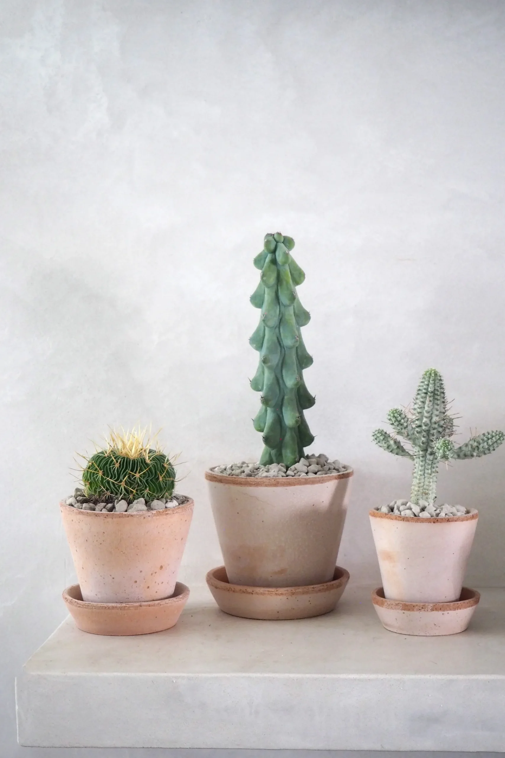PLANT Titty - Myrtillocactus geometrizans Best