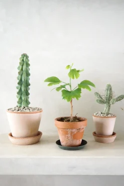 PLANT Titty - Myrtillocactus geometrizans Best
