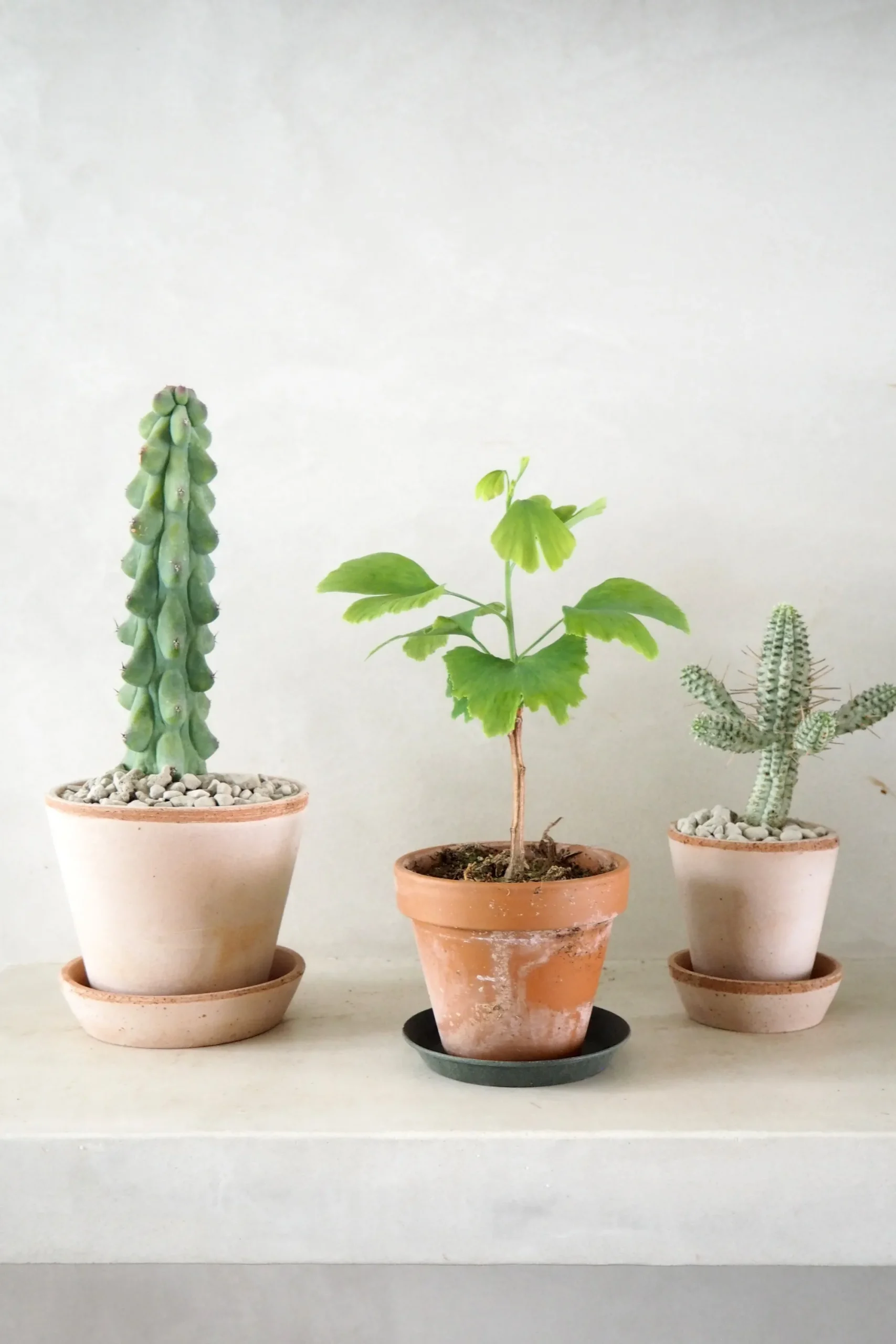 PLANT Titty - Myrtillocactus geometrizans Best