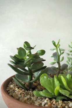 PLANT Topping sten - Beige Clearance