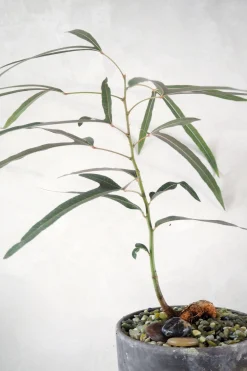 PLANT Topping sten - Jade Outlet