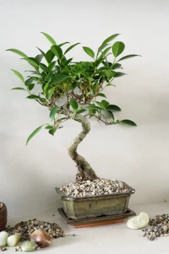 PLANT Topping sten - Natural Hot