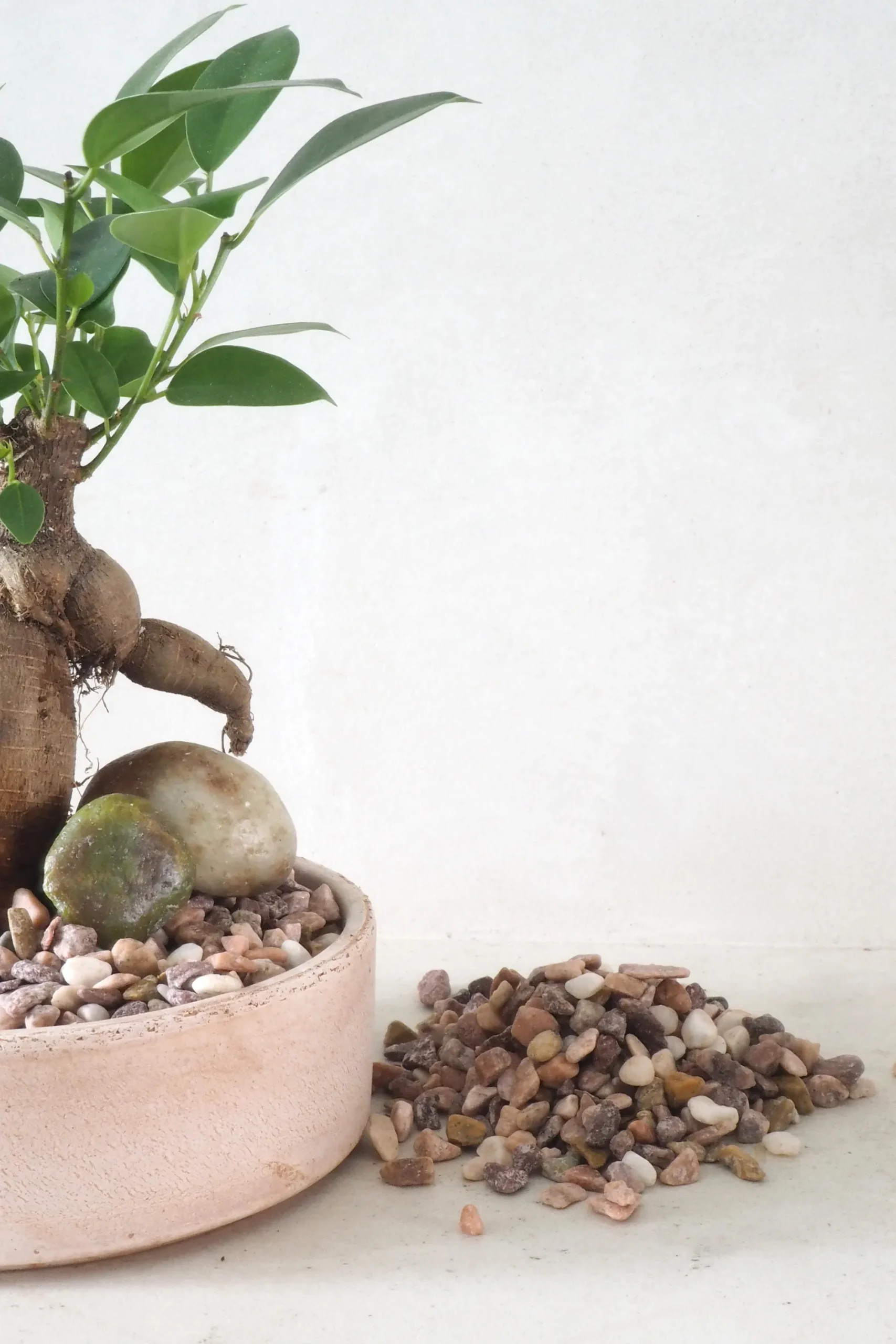 PLANT Topping sten - Rosa