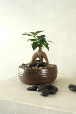 PLANT Topping sten - Sort Sale