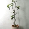 PLANT Uncarina decaryi New