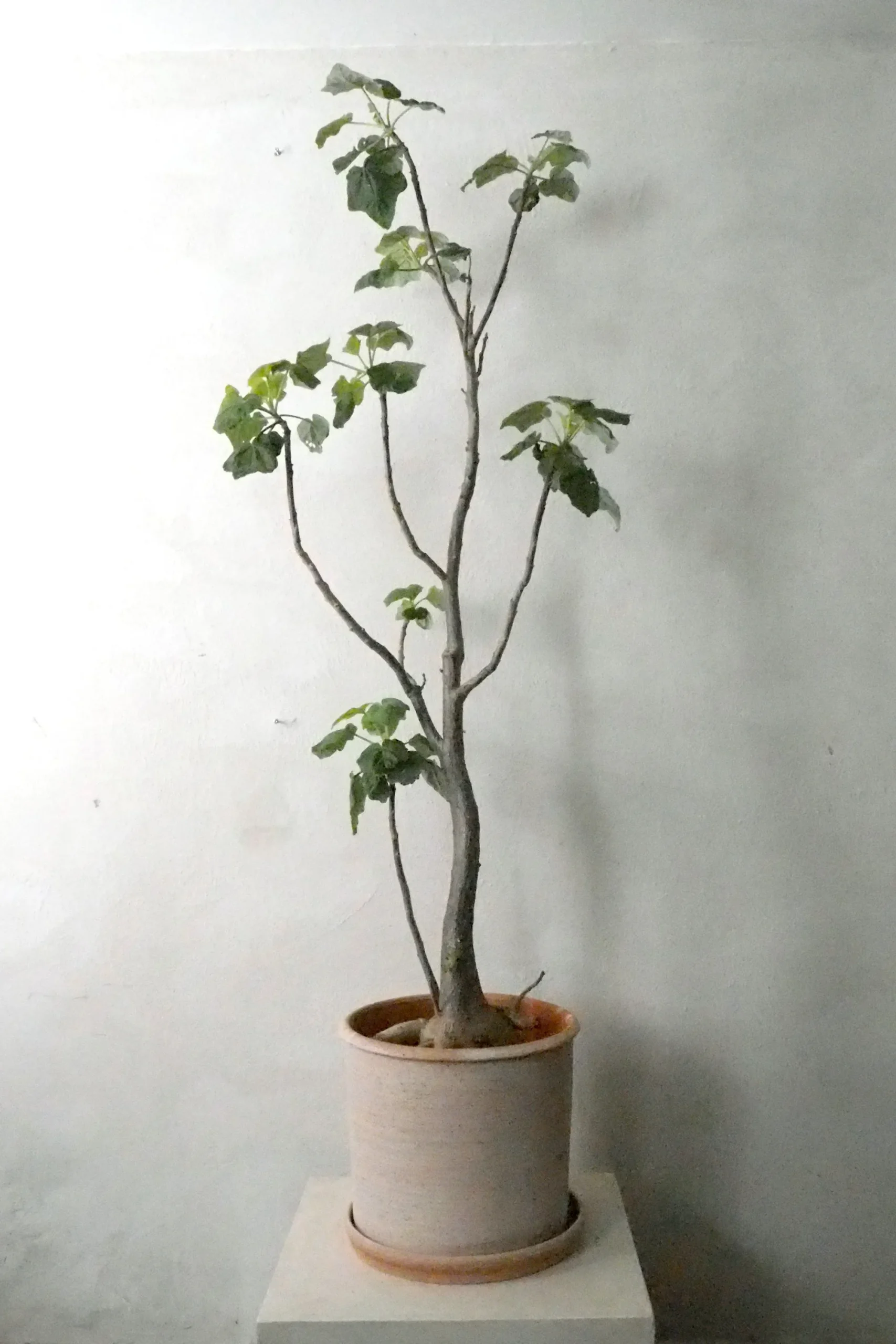 PLANT Uncarina decaryi New