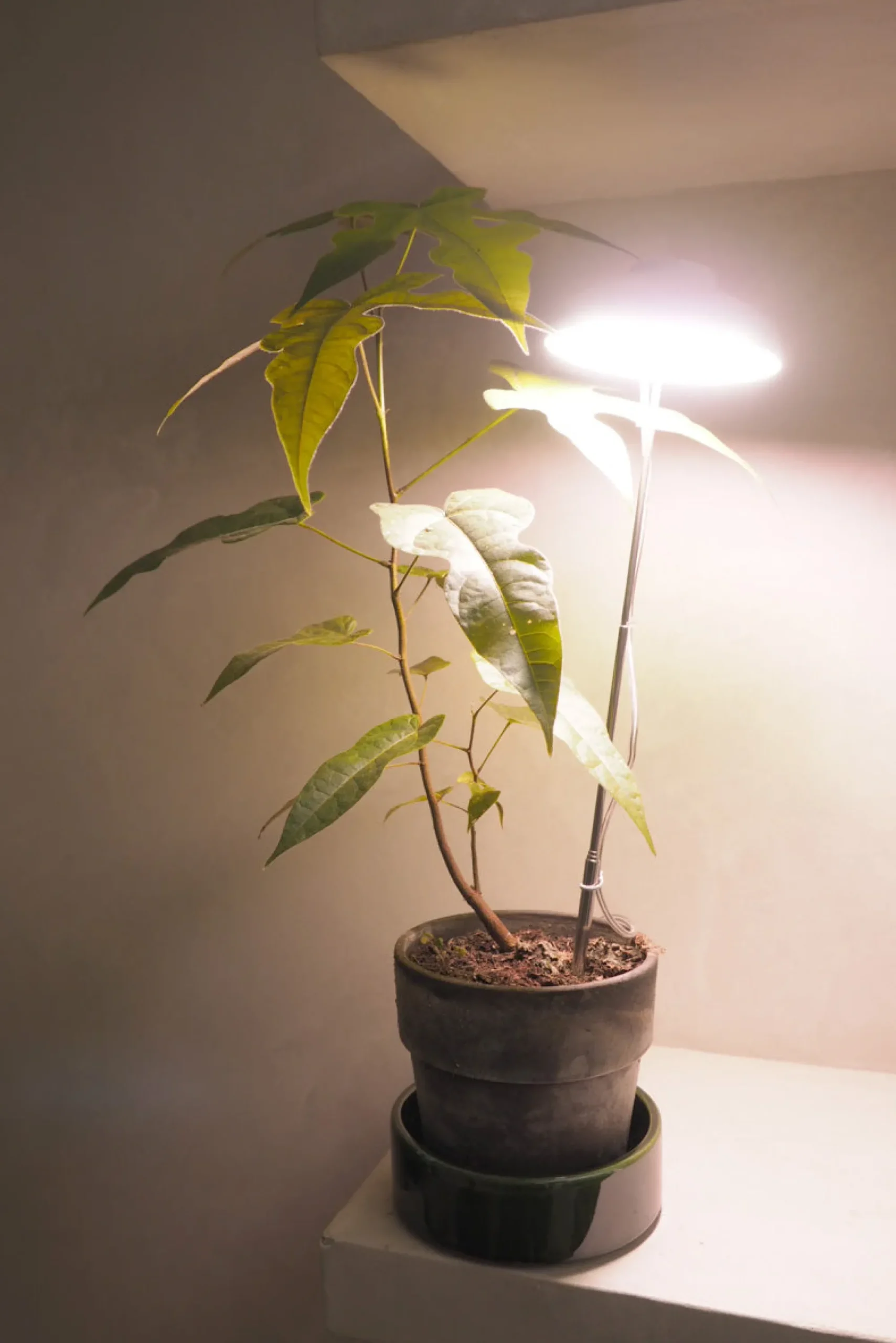 PLANT Vækstlampe, LED Discount
