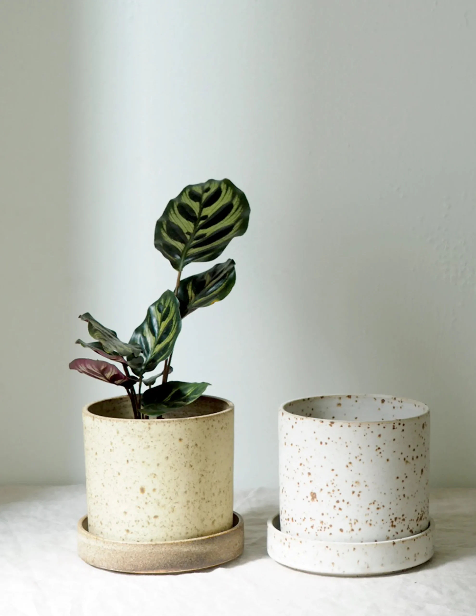 PLANT V.O krukke - hvid, large