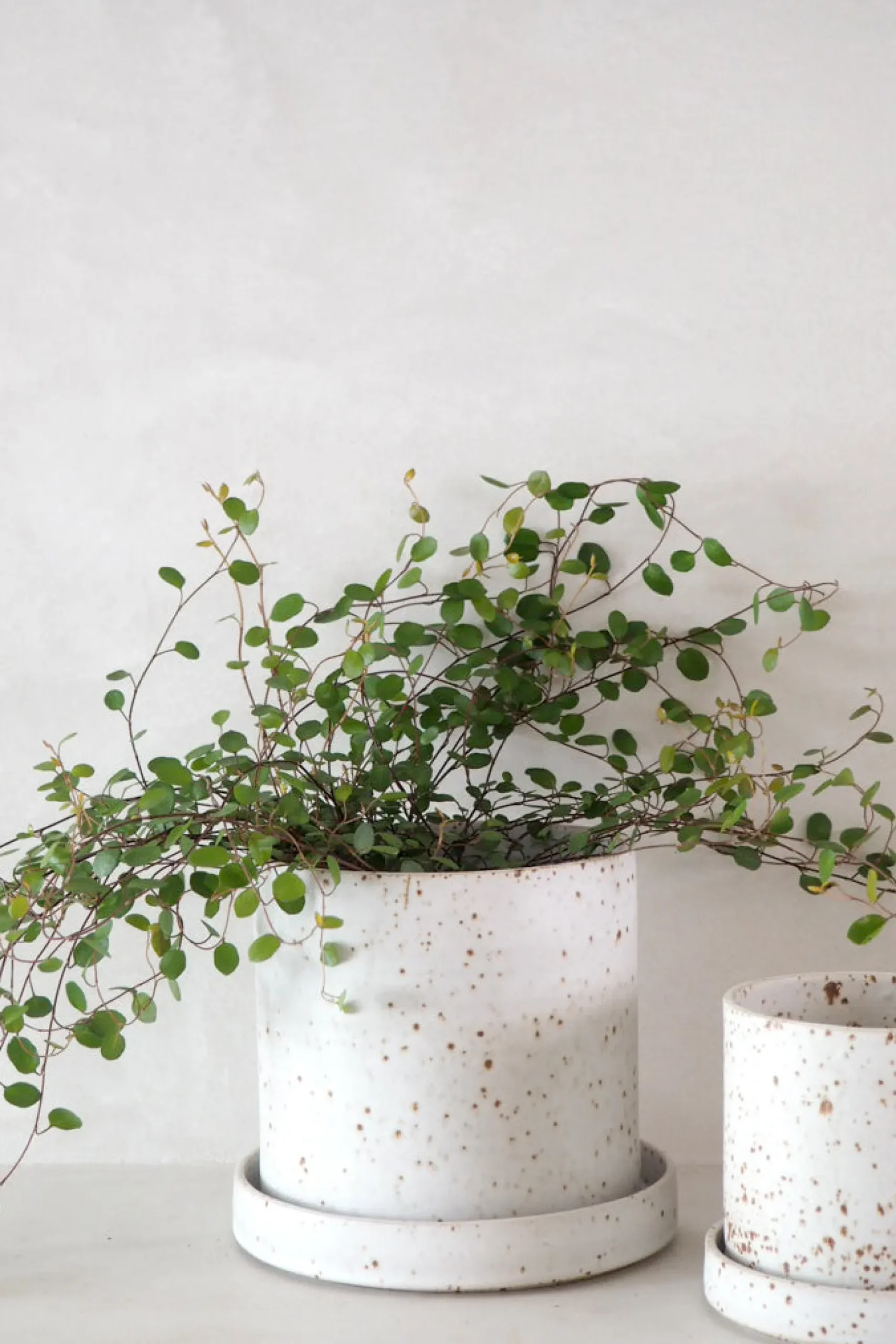 PLANT V.O krukke - hvid, small Outlet