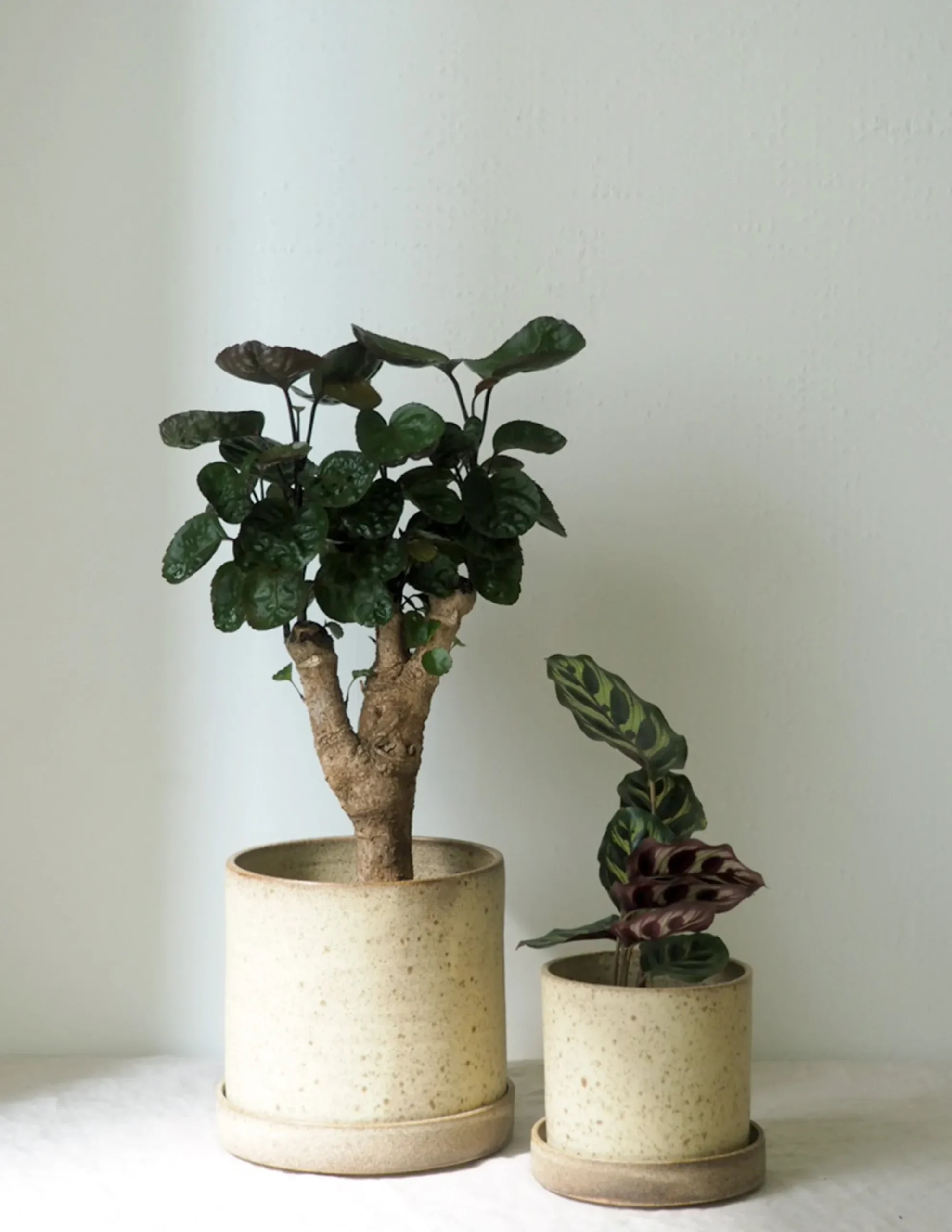 PLANT V.O krukke - sand, large New