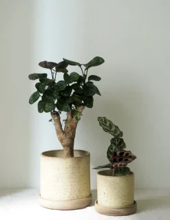 PLANT V.O krukke - sand, small New
