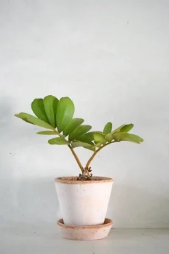 PLANT Zamia Furfuracea Sale