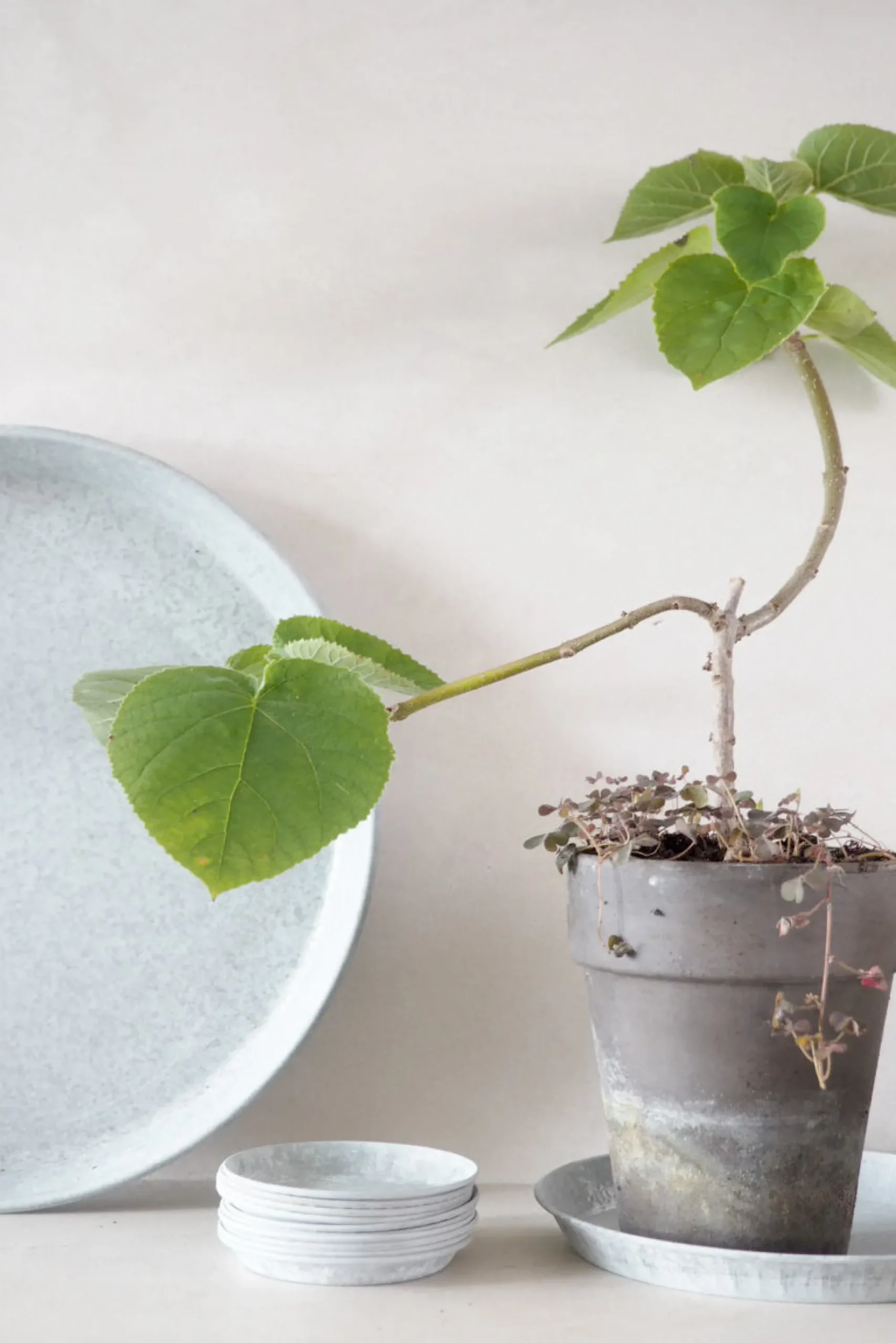 PLANT Zink underskål Best